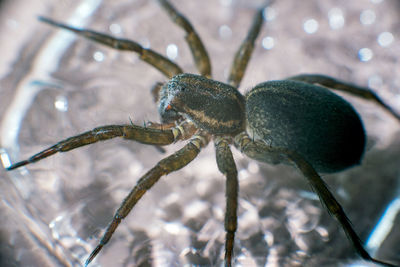 Close-up of spider