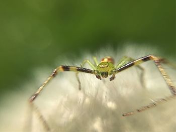 Close-up of spider