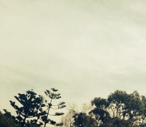 Low angle view of trees against sky