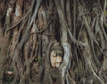 The statue of buddha's head inside the banyan tree