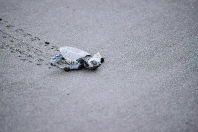 Turtle on sand