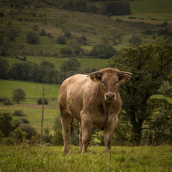 Cow standing in a field