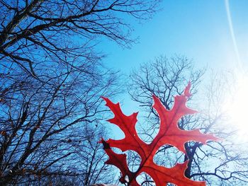 Low angle view of bare trees against blue sky