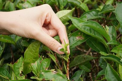 Close-up of hand holding leaves