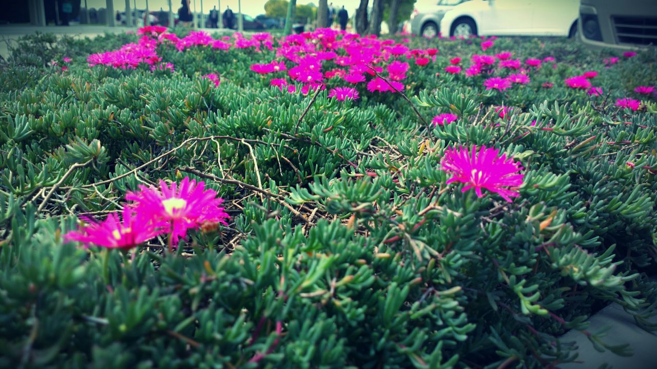 flower, nature, beauty in nature, growth, plant, fragility, freshness, purple, petal, blooming, no people, flower head, pink color, outdoors, grass, green color, day, close-up, crocus