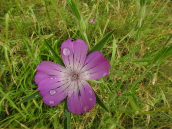 Close-up of pink flower on field
