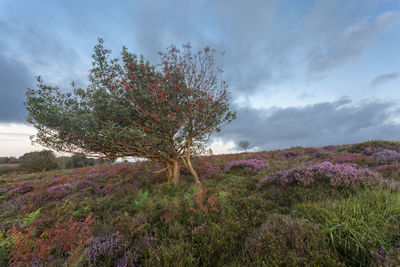 Scenic view of flowering plants on field against sky