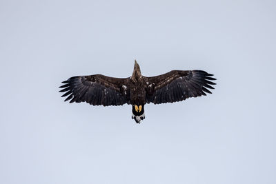 Low angle view of eagle flying against clear sky