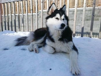 Portrait of dog relaxing outdoors