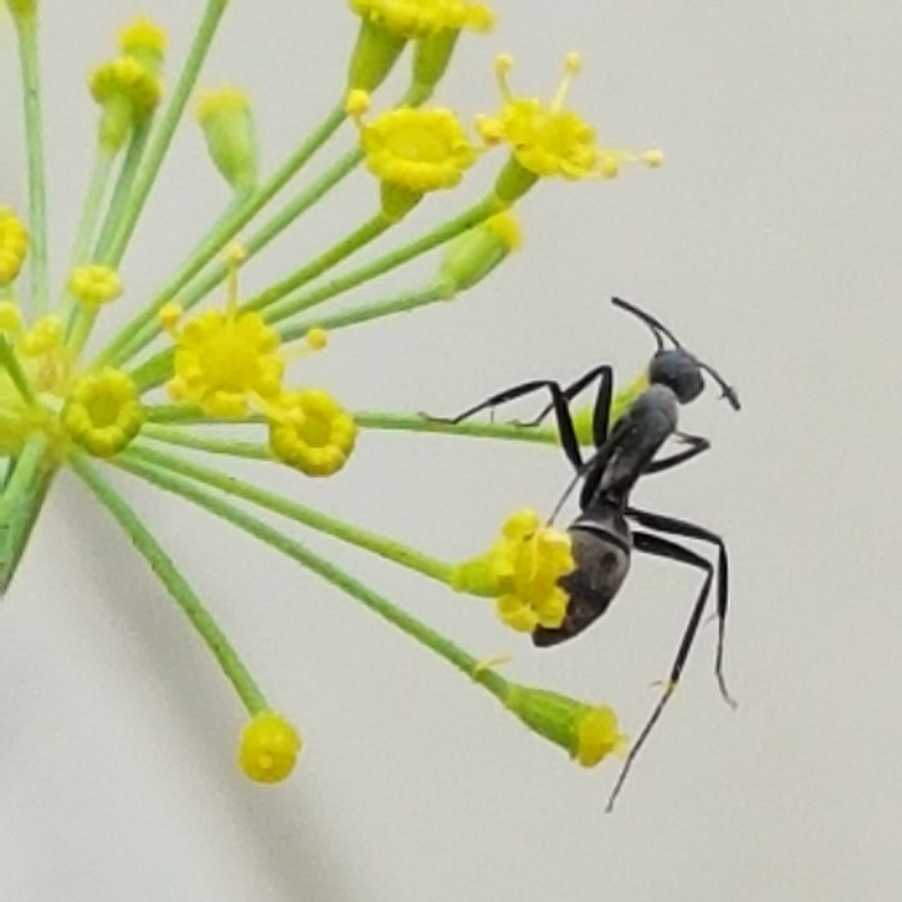 CLOSE-UP OF INSECT ON WHITE FLOWER