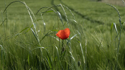 Close-up of a poppy in the cornfield