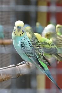 Close-up of parrot perching in cage