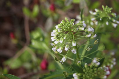 Close-up of white flowering plant