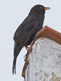 Low angle view of bird perching on wood against sky