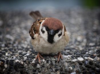 Close-up of a bird on field