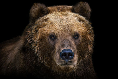 Front view of brown bear isolated on black background. portrait of kamchatka bear 