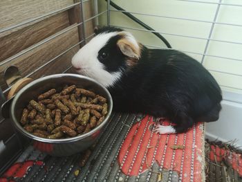 Guinea pig 