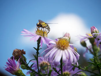 Close-up of bee pollinating on purple flowers