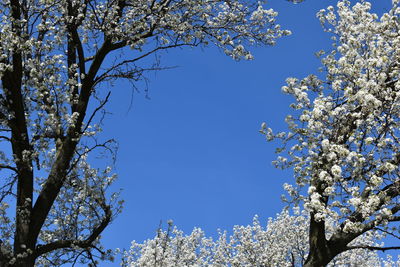 Low angle view of cherry blossoms against blue sky