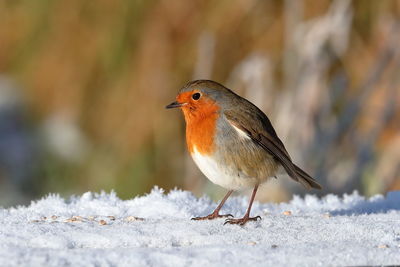 Close-up of bird perching on snow