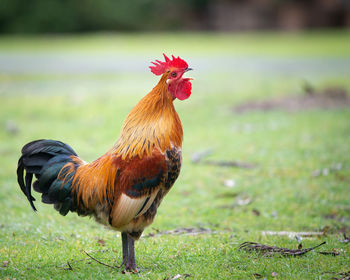 Close-up of rooster on land