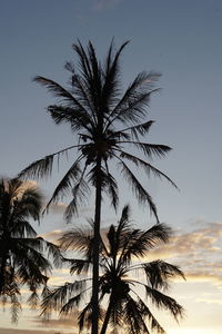 Low angle view of silhouette palm tree against sky