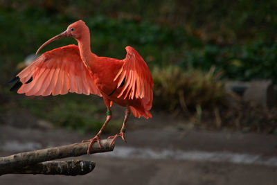 Close-up of a bird