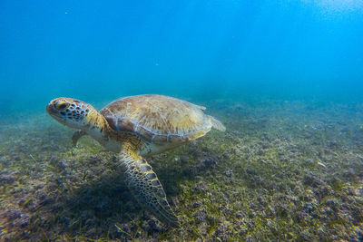 Sea turtle swimming underwater