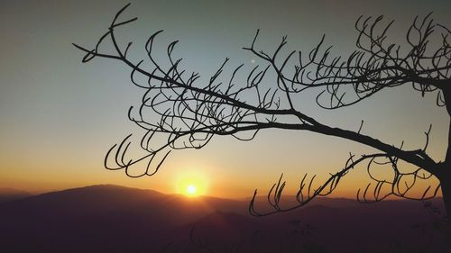 Silhouette bare tree against sky during sunset