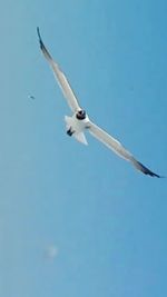 Low angle view of bird flying against blue sky