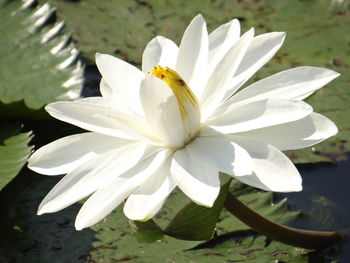 Close-up of white flowering plant