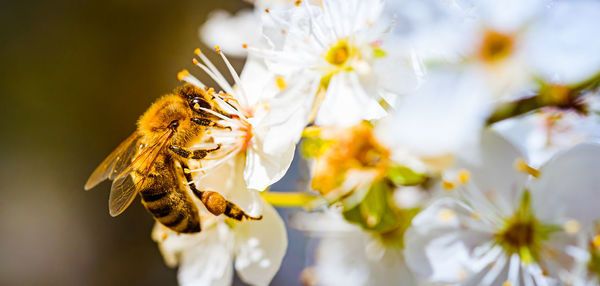 Close-up photo of a honey bee gathering nectar and spreading pollen on white flowers