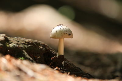 Close-up of mushroom growing on land