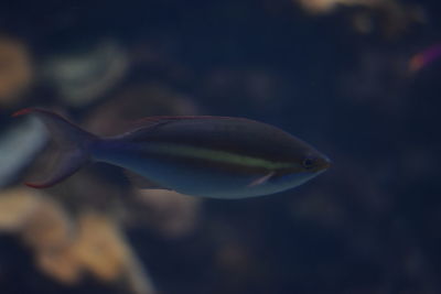 Close-up of plant against blurred background