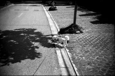 High angle view of dog in park