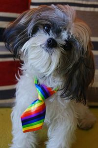 Dog wearing colorful necktie at home