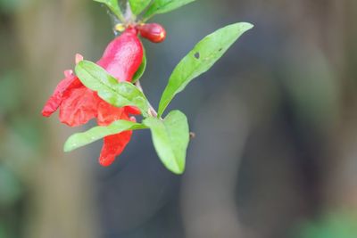 Close-up of red berries on plant