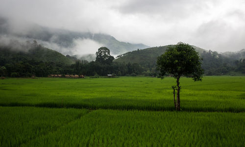 Scenic view of agricultural field against sky