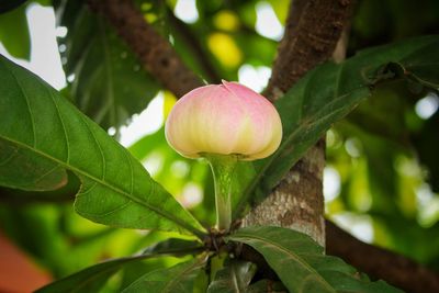 Close-up of pink flowering plant
