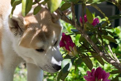 Close-up of akita smelling plant on field