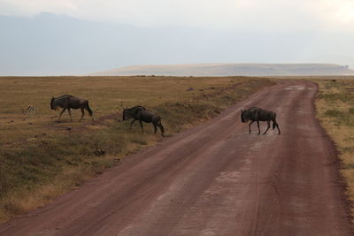 View of horses on dirt road