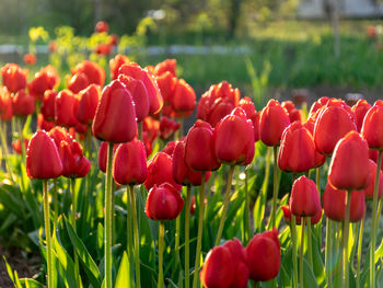 Close-up of red tulips