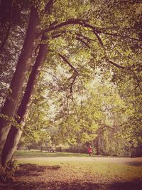 Trees on field in park