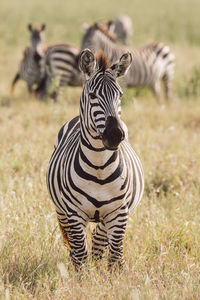 Zebra standing on field