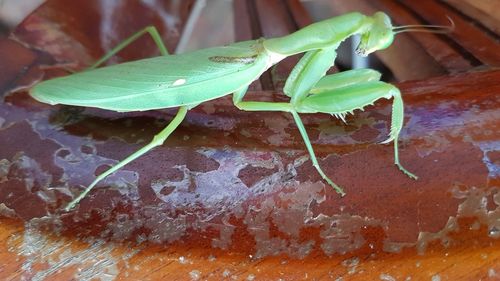 Close-up of insect on leaf