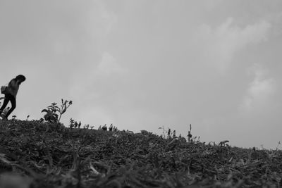 Low angle view of birds on landscape against sky