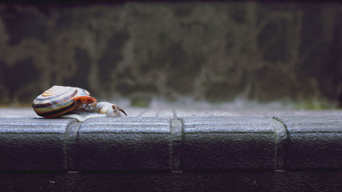 Close-up of snail on wall