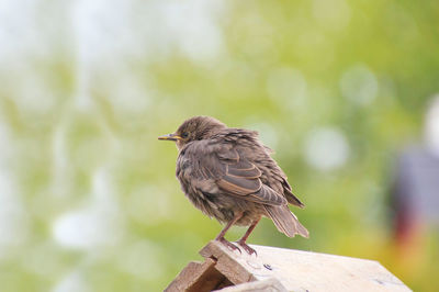 Close-up of bird perching on wood