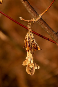 Close-up of dried plant