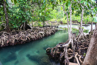 Scenic view of river in forest